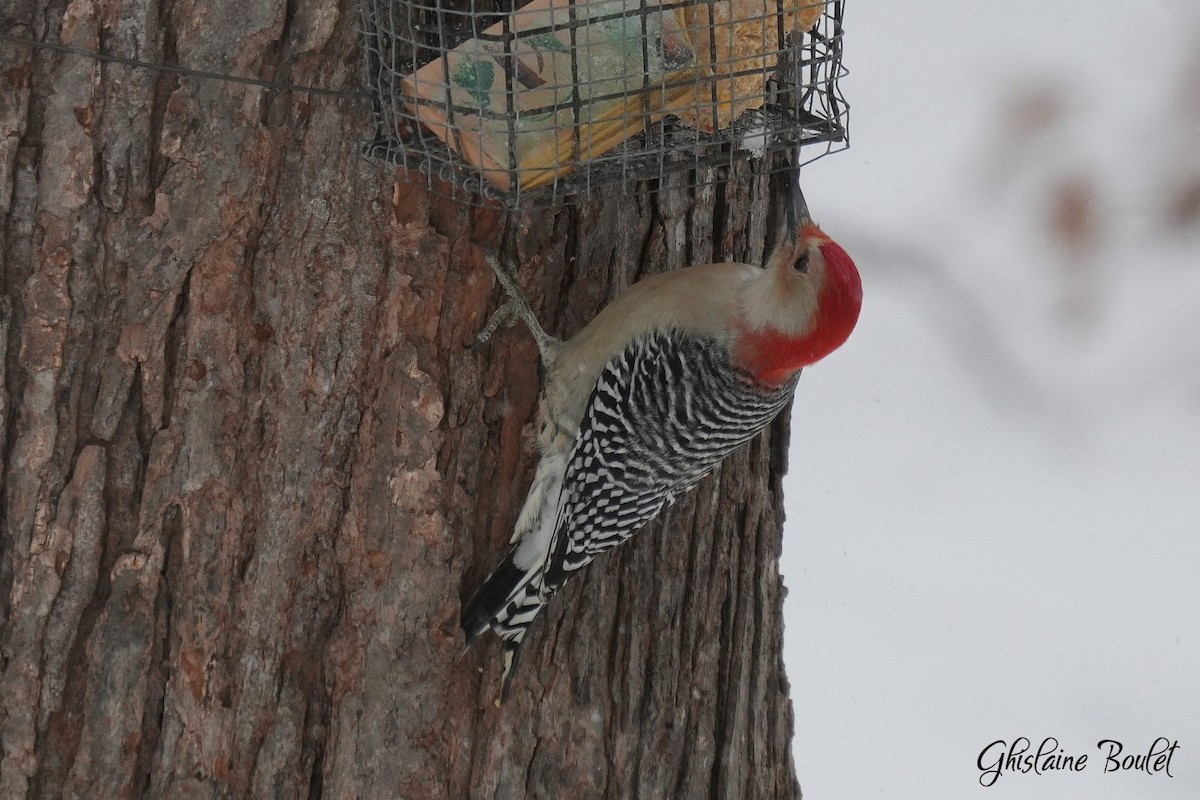 Red-bellied Woodpecker - ML646871222