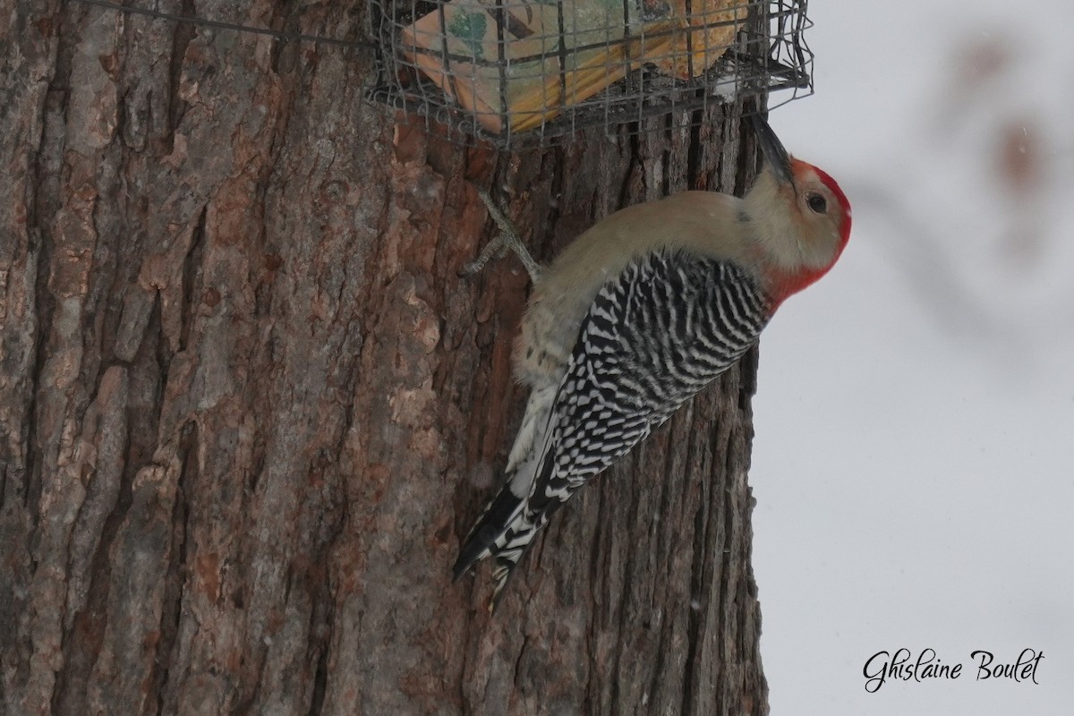 Red-bellied Woodpecker - ML646871223