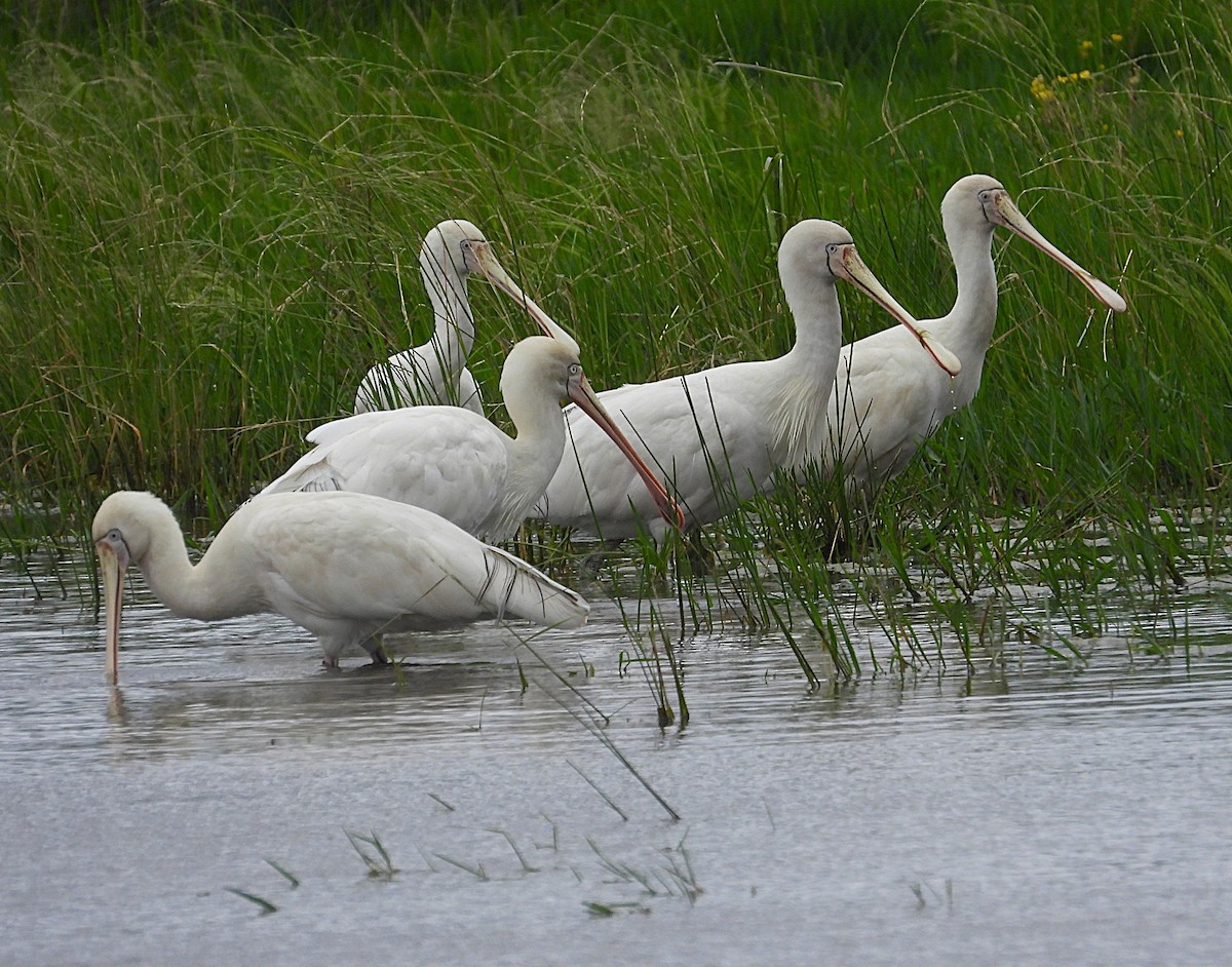Желтоклювая колпица - ML646871224