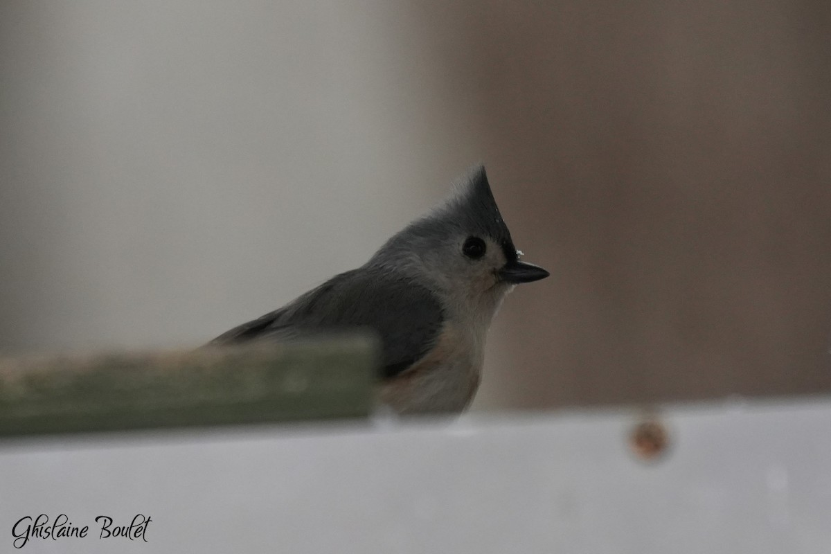 Tufted Titmouse - ML646871225
