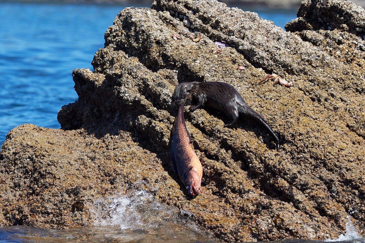 Marine Otter - ML646871226