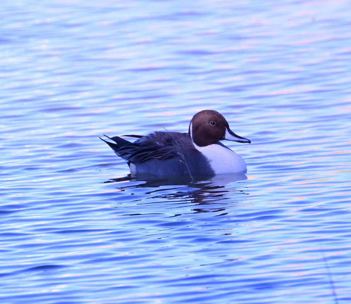 ברווז חד-זנב - ML646871227