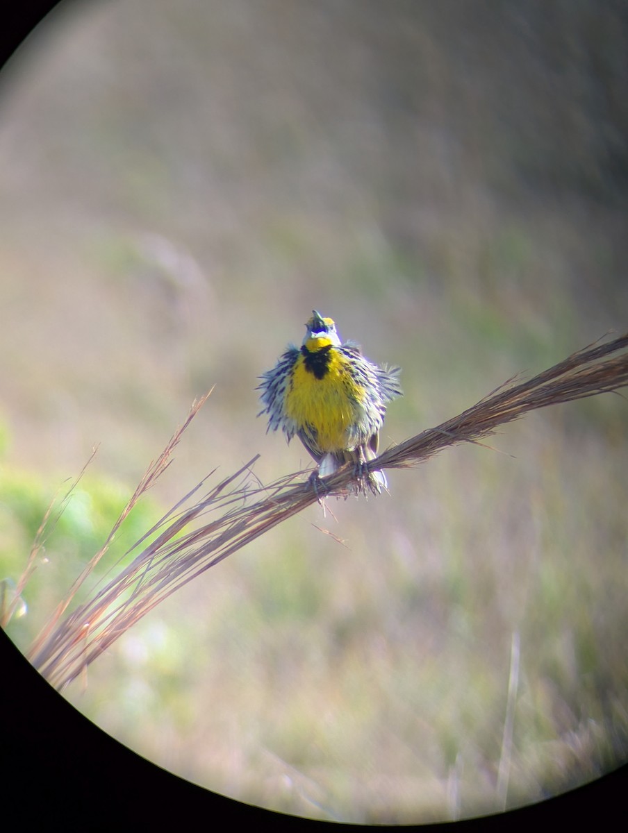 Sturnelle des prés (groupe magna) - ML646871230