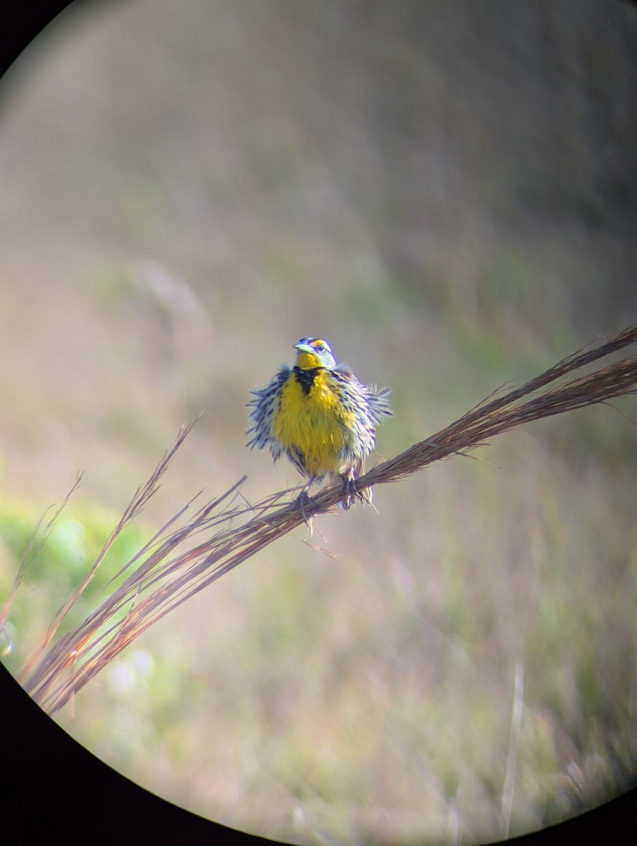 Sturnelle des prés (groupe magna) - ML646871231