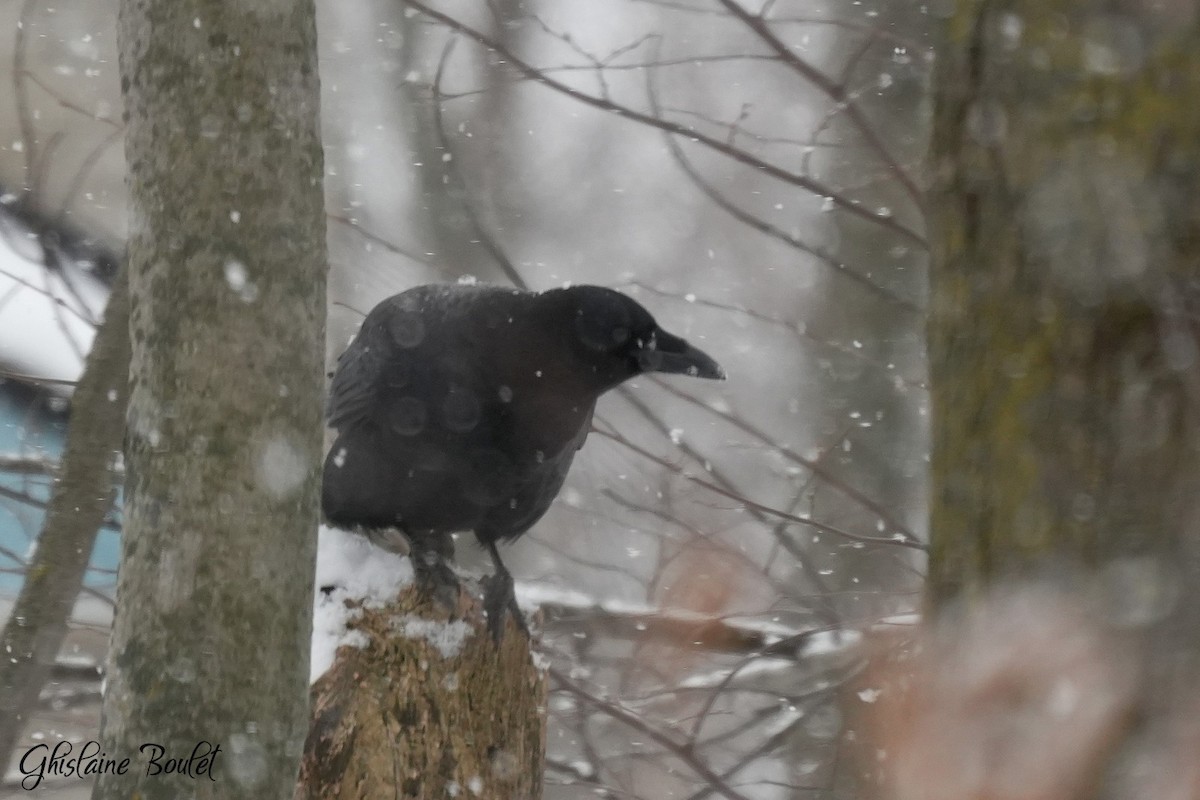 American Crow - ML646871232