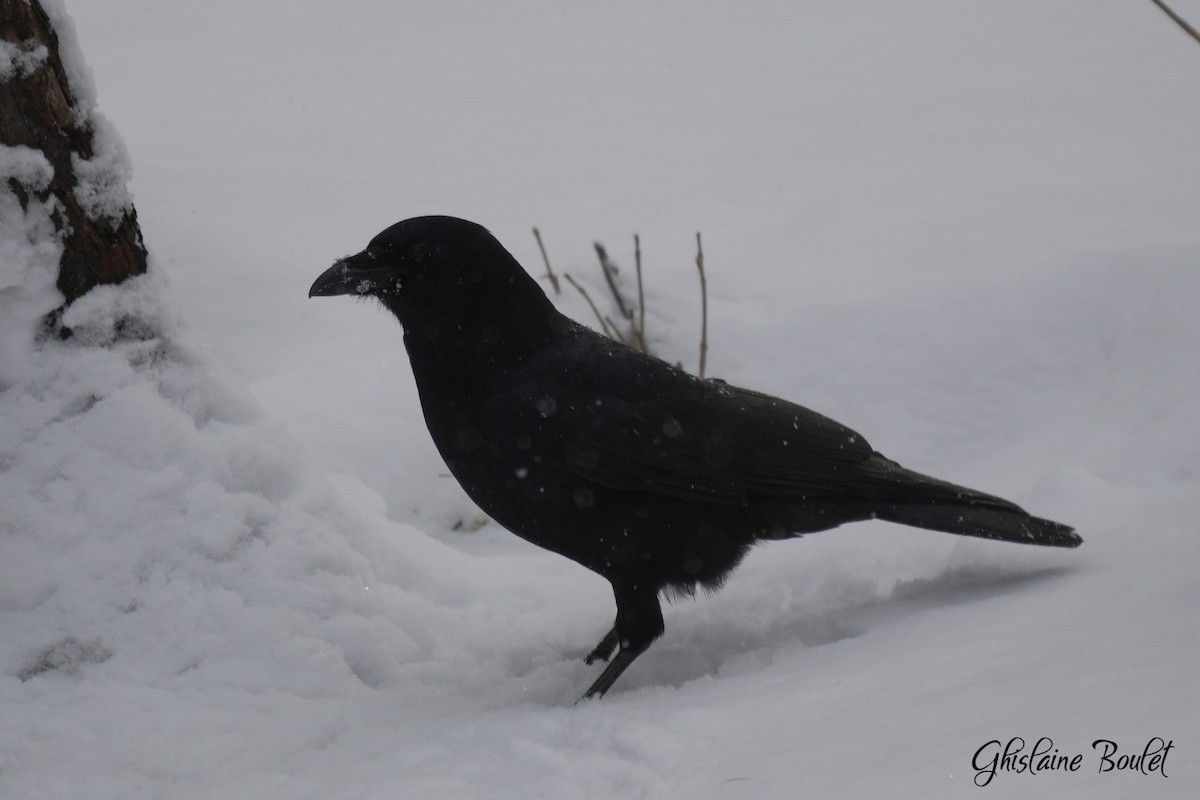 American Crow - ML646871233