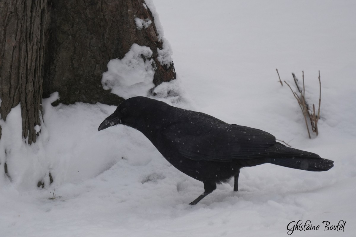 American Crow - ML646871234