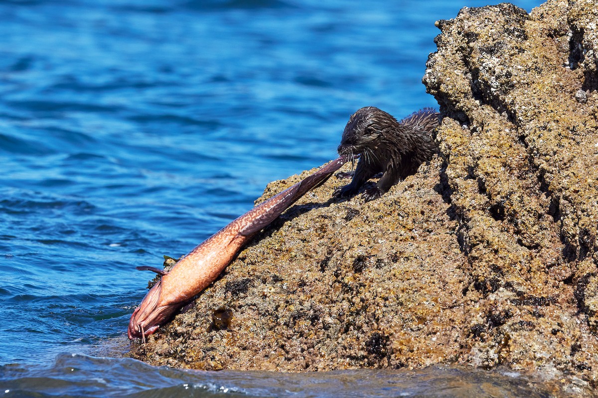 Marine Otter - ML646871236