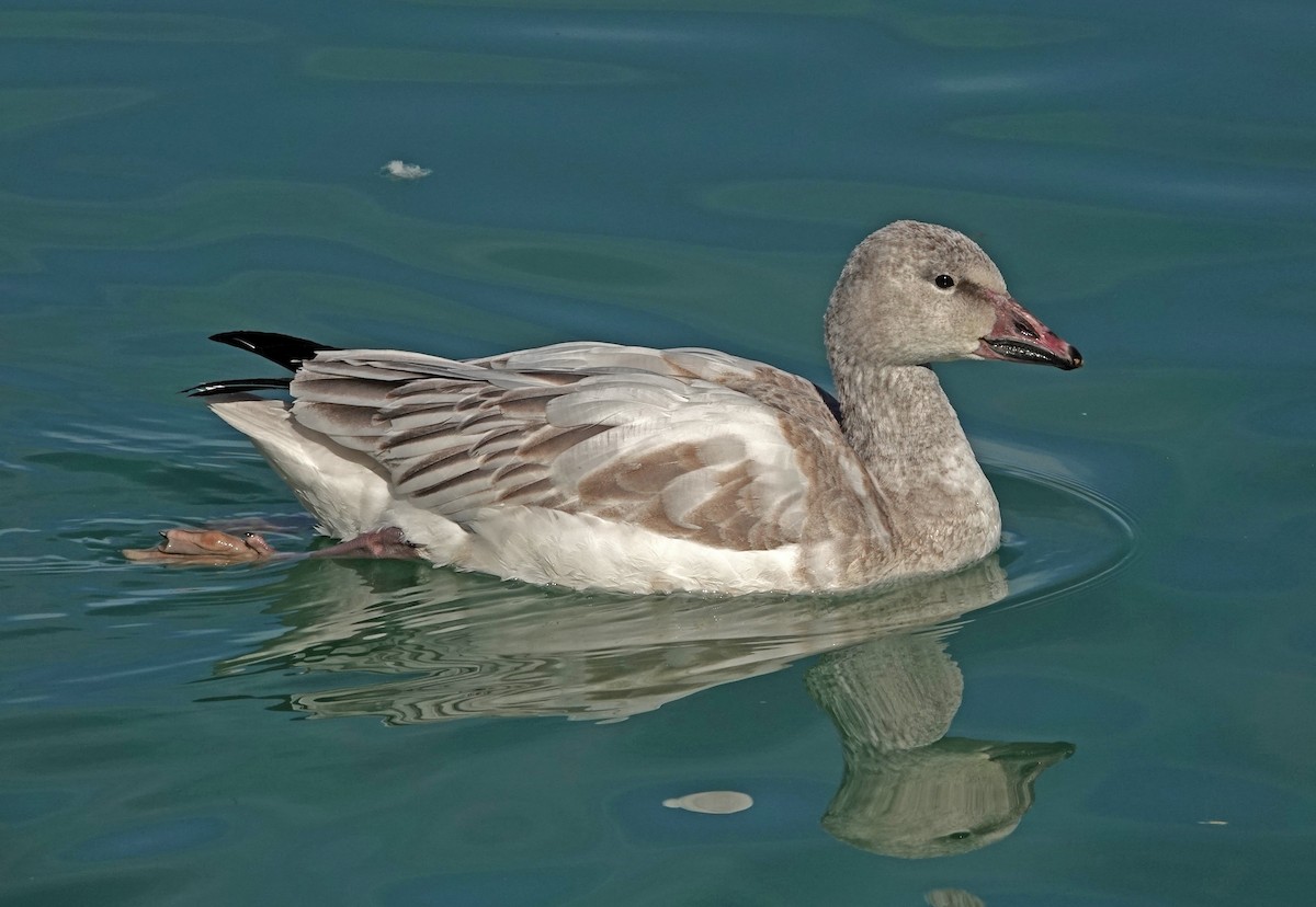 Oca delle nevi - ML646871240