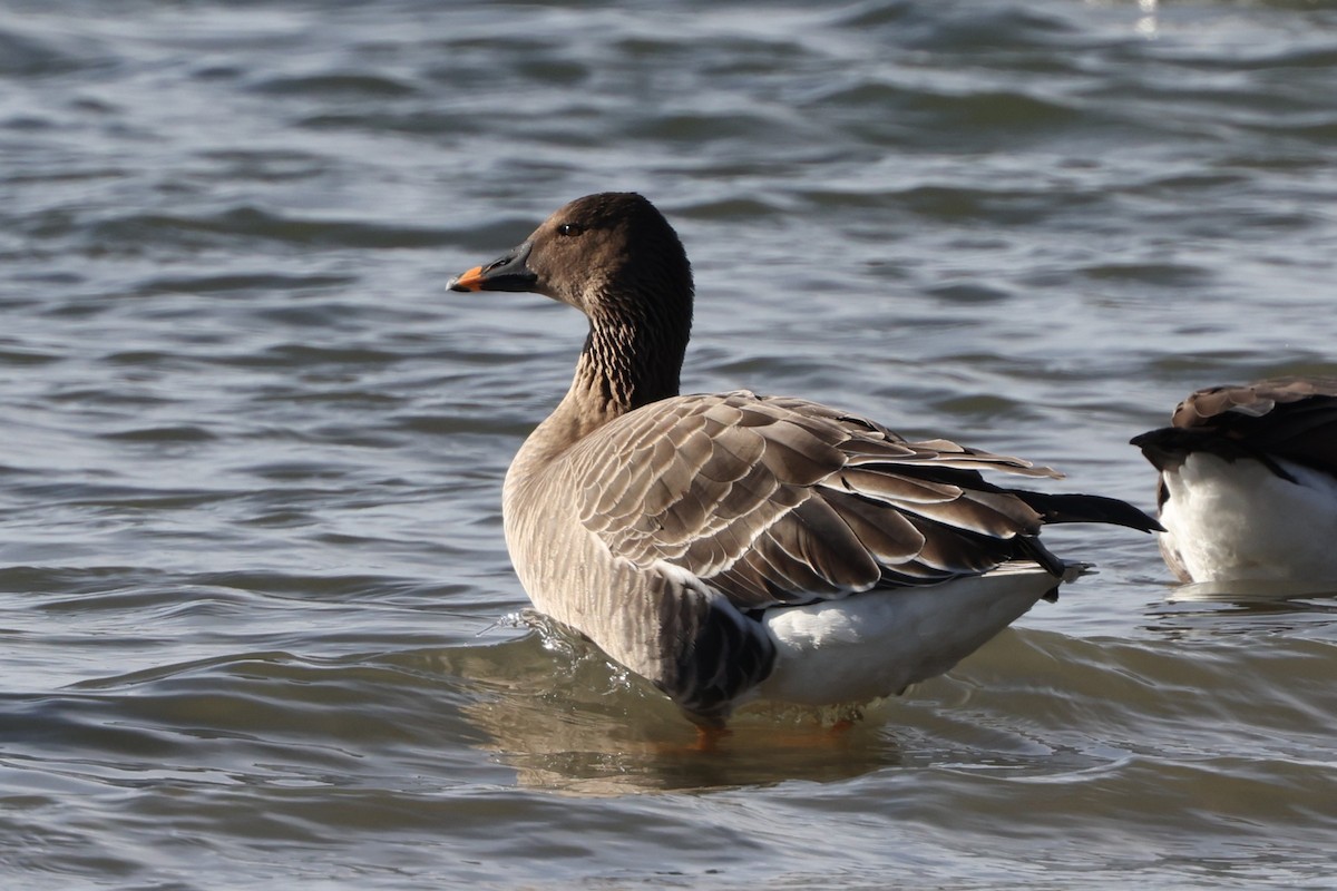 Tundra Bean-Goose - ML646871241