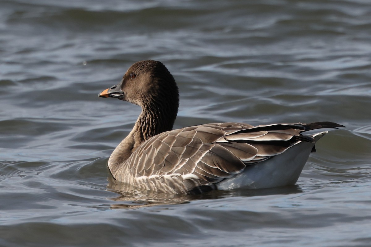 Tundra Bean-Goose - ML646871242