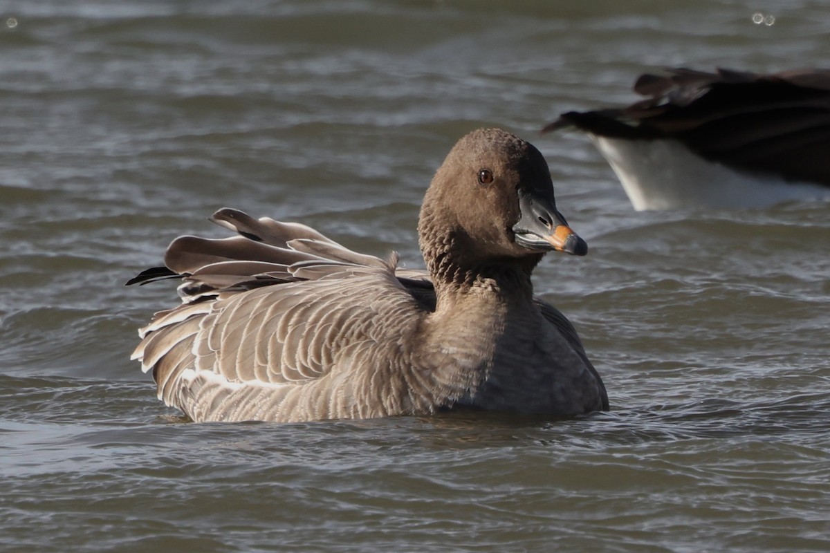 Tundra Bean-Goose - ML646871243
