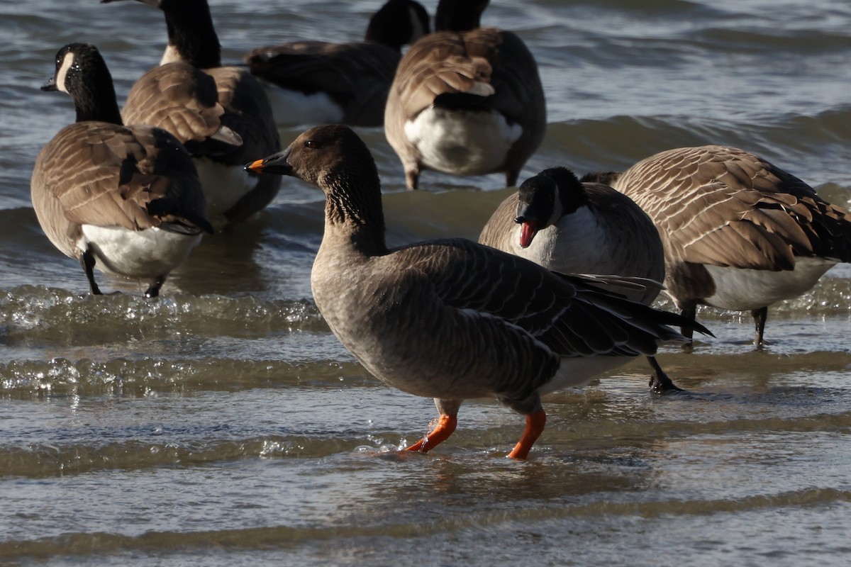 Tundra Bean-Goose - ML646871244