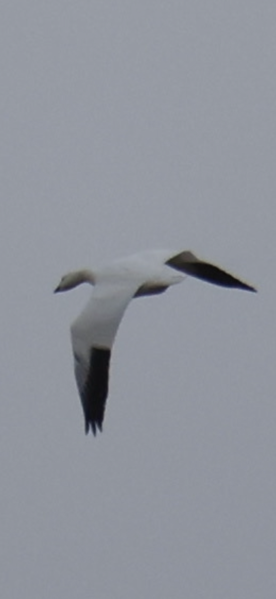 Snow Goose - ML646871247