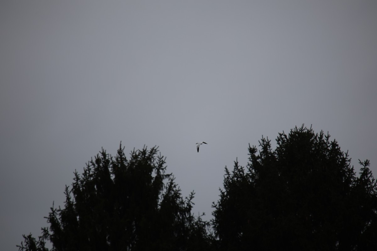 Snow Goose - ML646871248