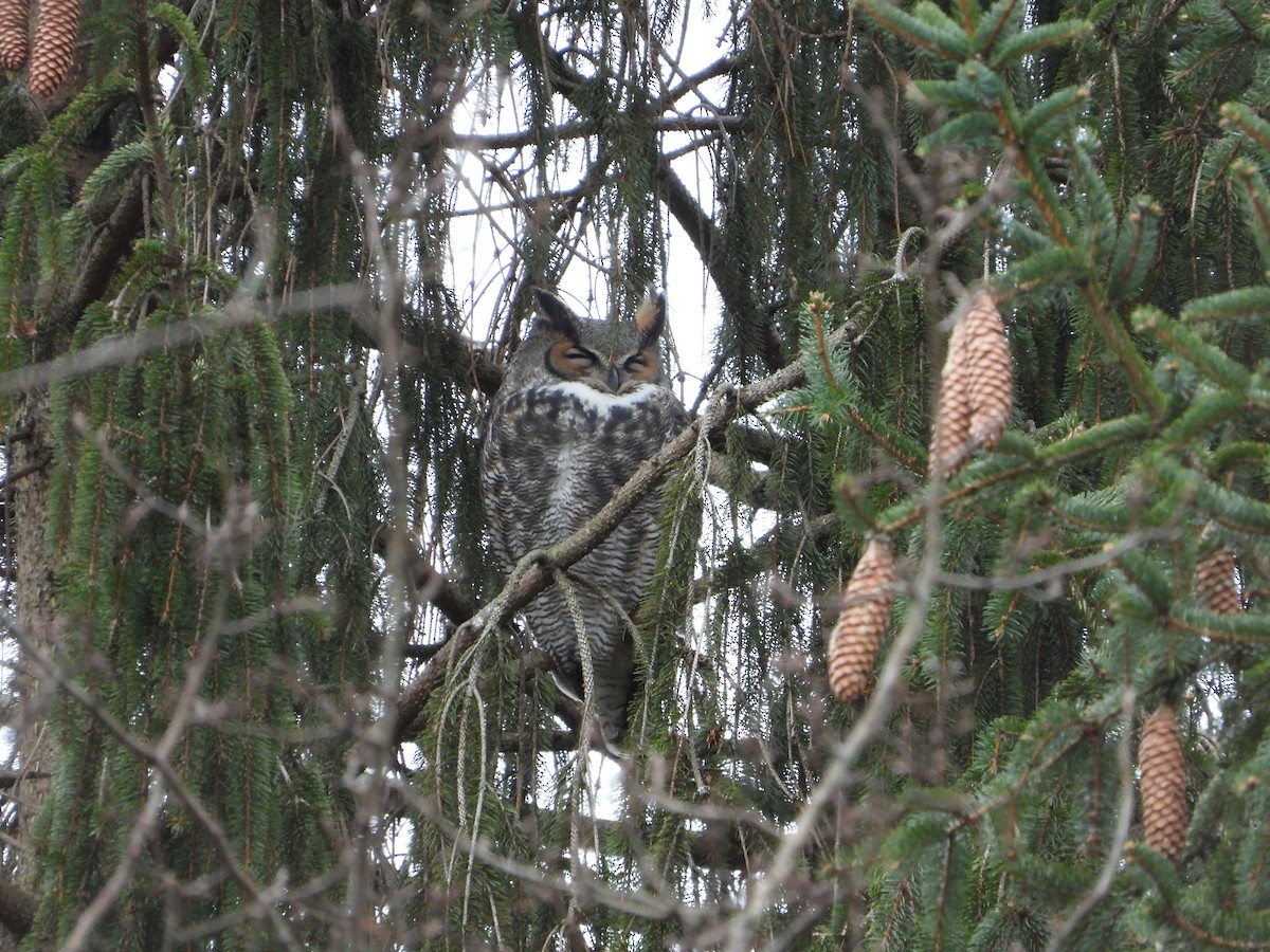 Hontz virginiarra - ML646871253