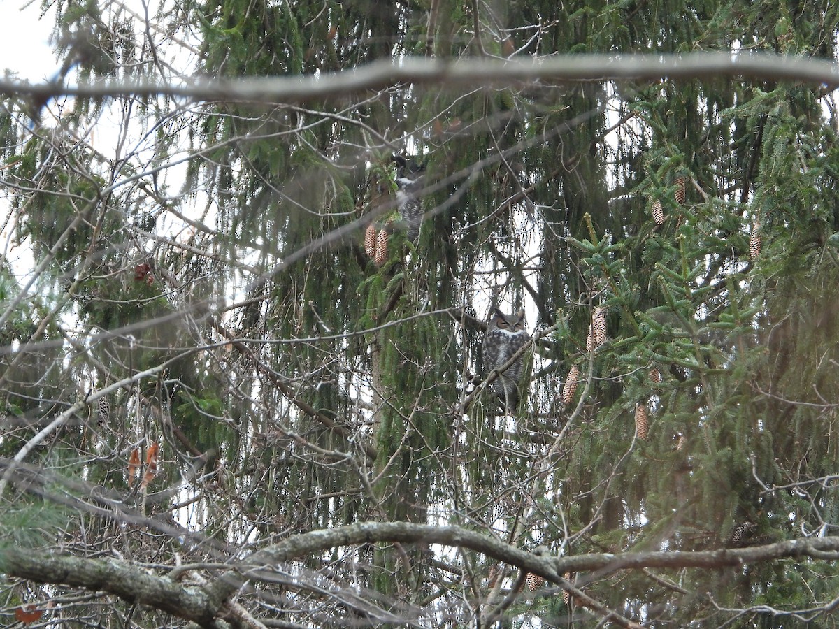 Hontz virginiarra - ML646871254