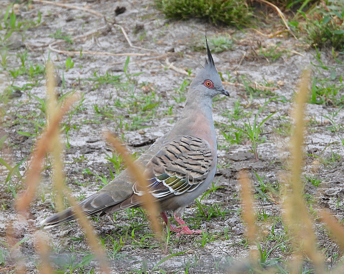 Хохлатый бронзовокрыл - ML646871257