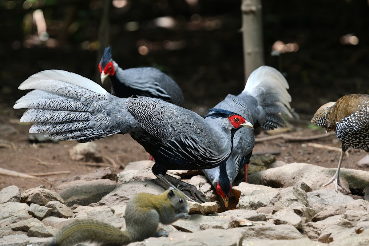 Kalij Pheasant - ML646871258