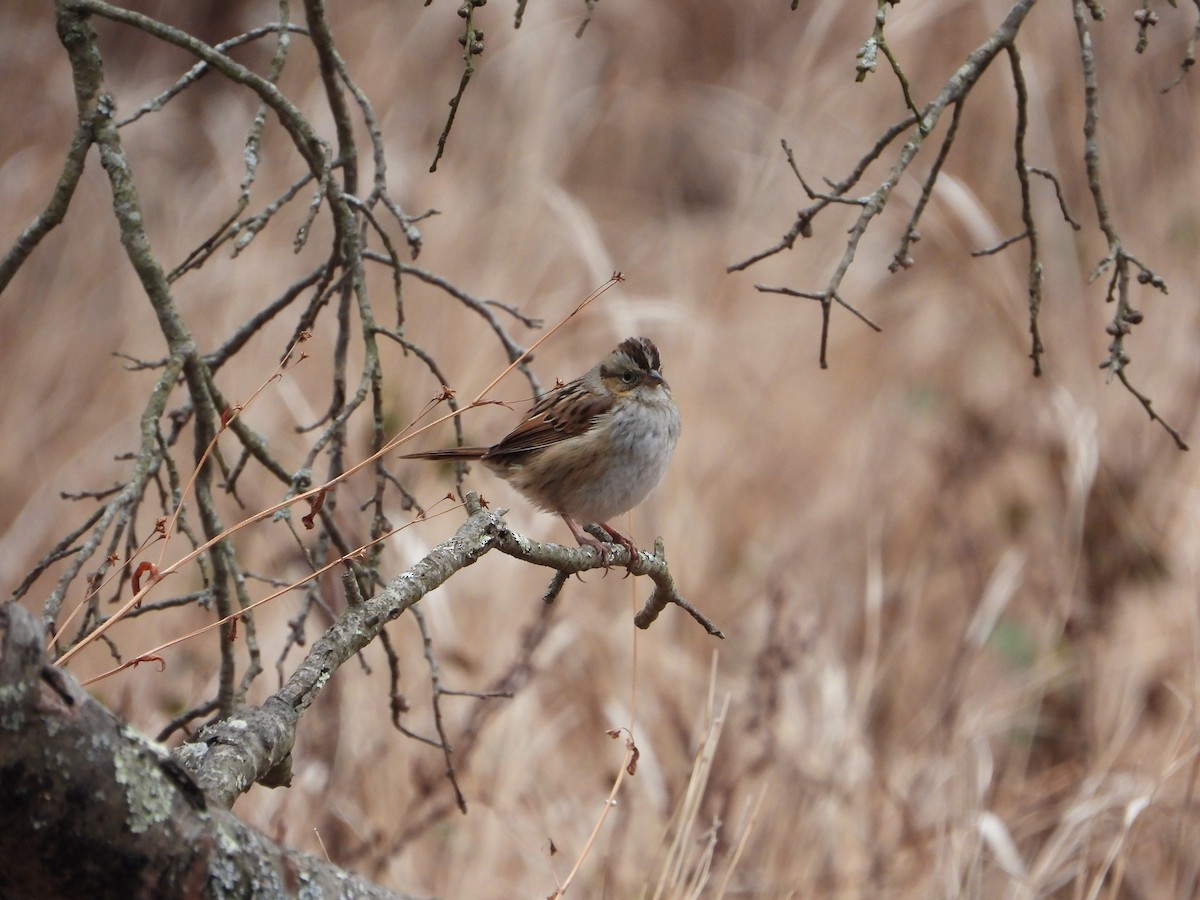 Swamp Sparrow - ML646871259
