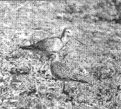 Aguja Café - ML646871261