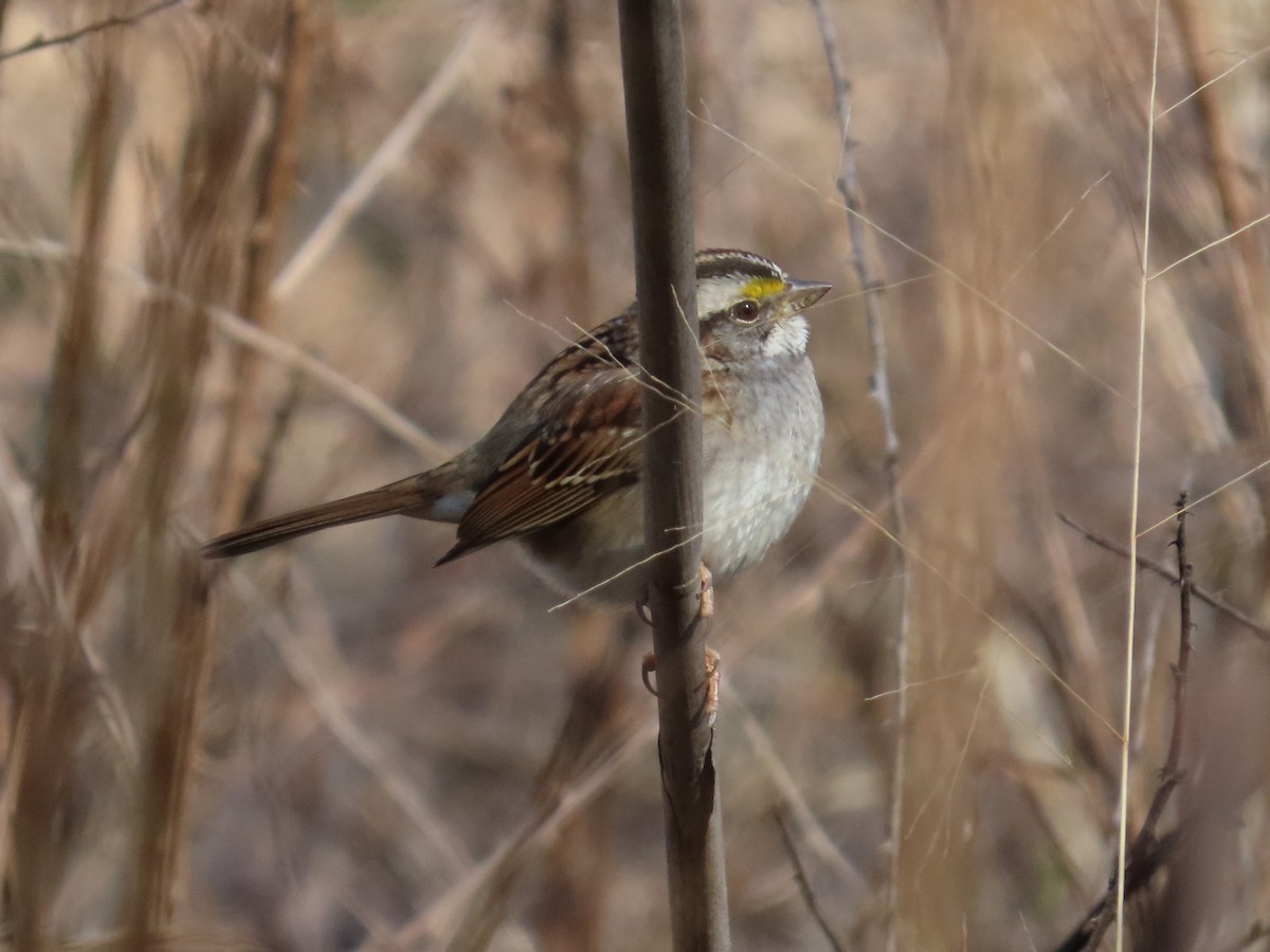 White-throated Sparrow - ML646871262