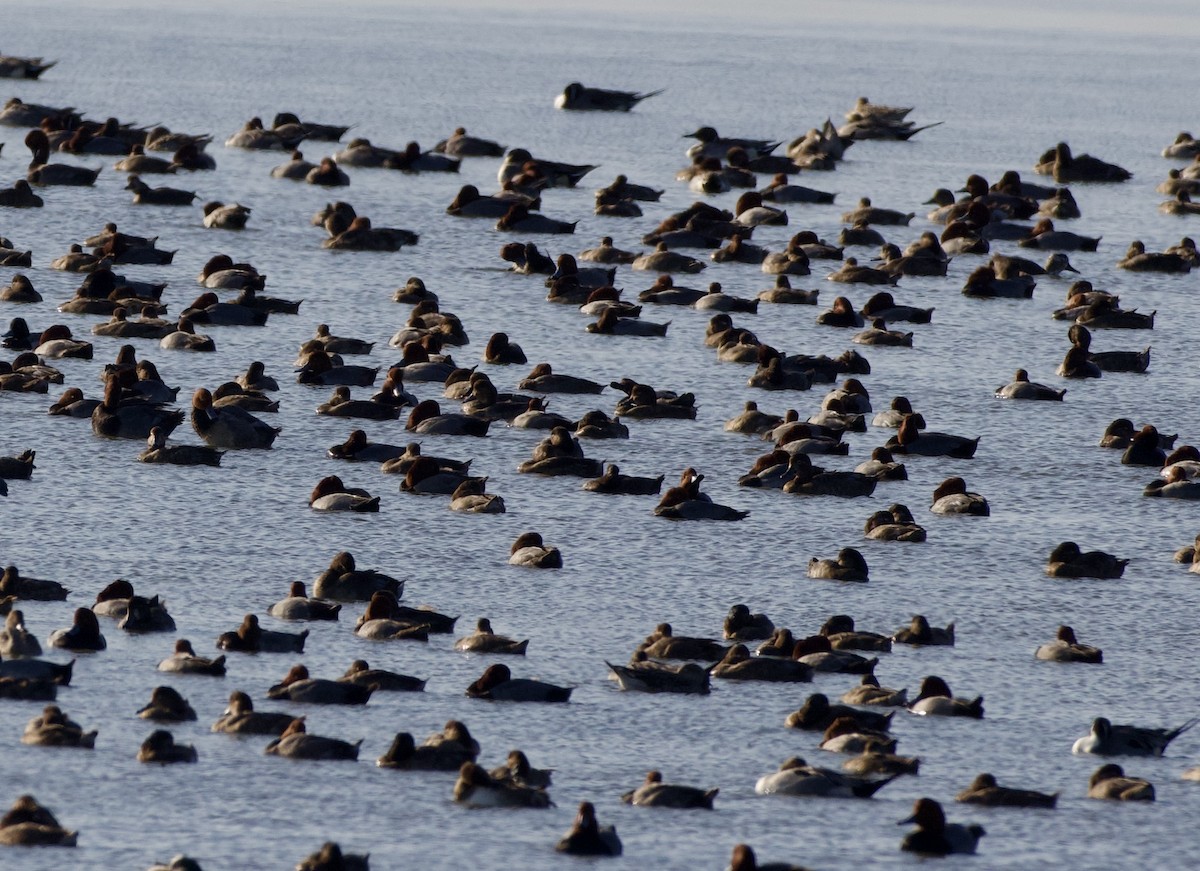 Redhead - ML646871270