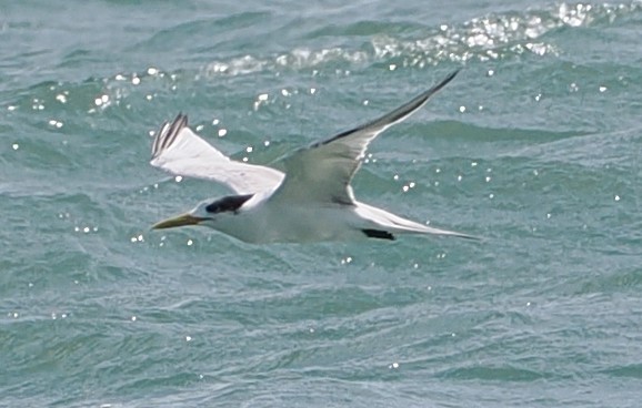 Tepeli Büyük Sumru - ML646871272