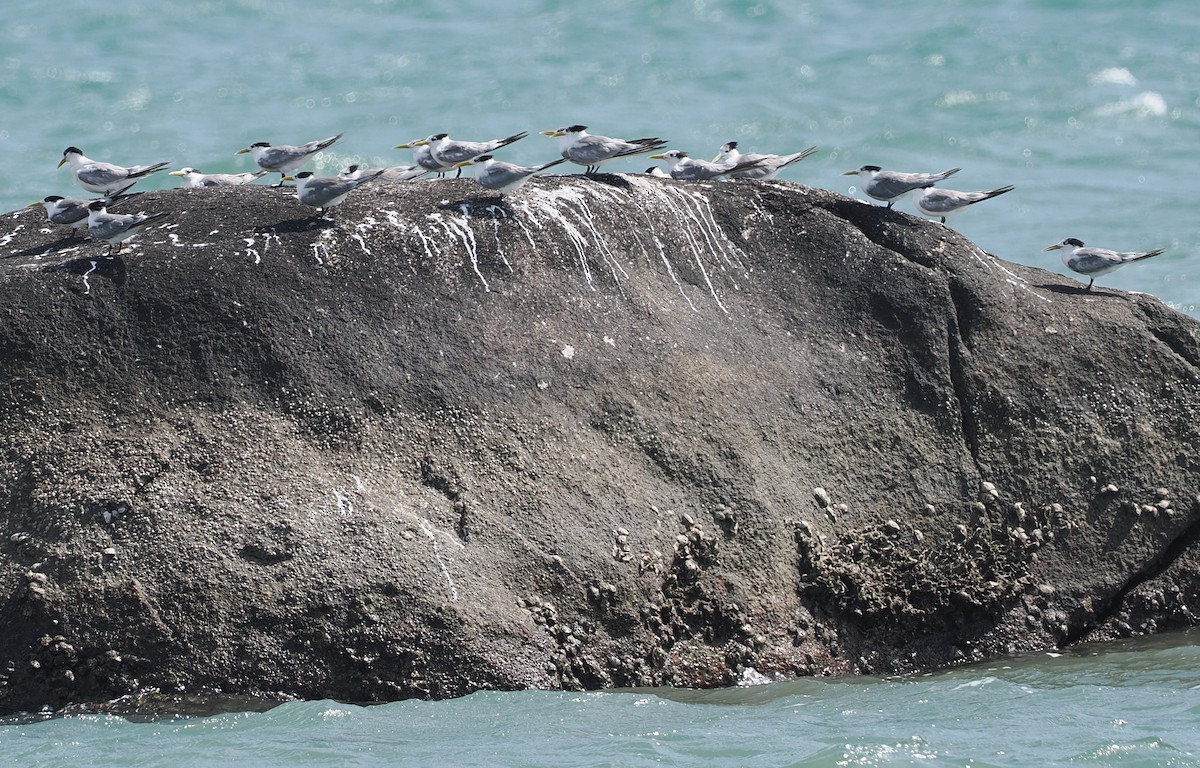 Tepeli Büyük Sumru - ML646871273