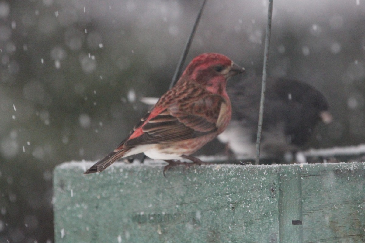 purpurfink (purpureus) - ML646871277