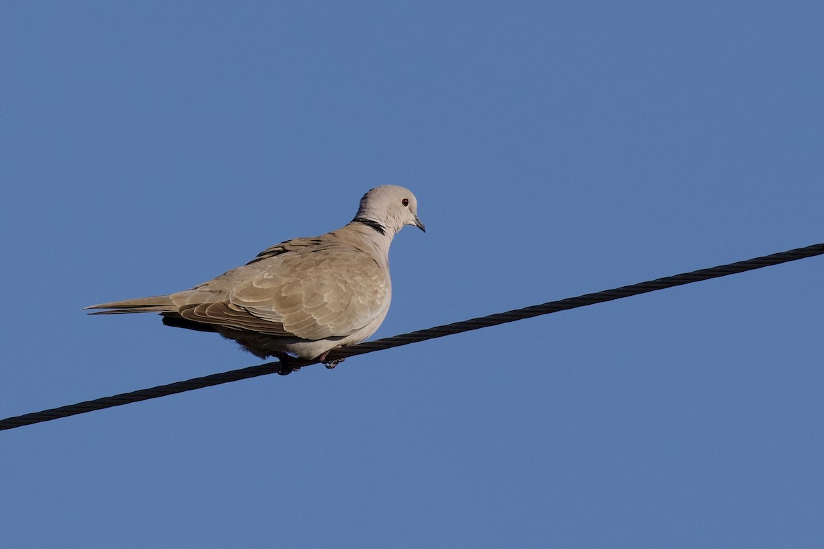 תור צווארון - ML646871278
