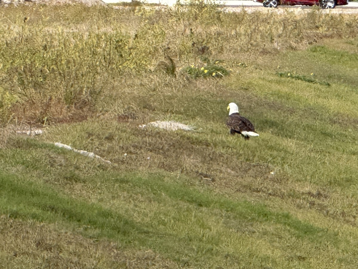 Bald Eagle - ML646871282