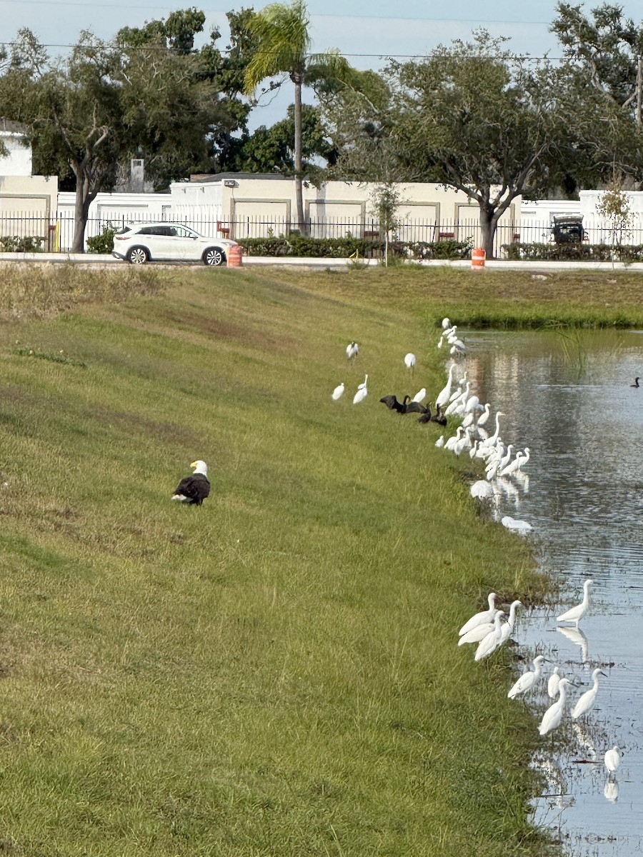 Bald Eagle - ML646871283