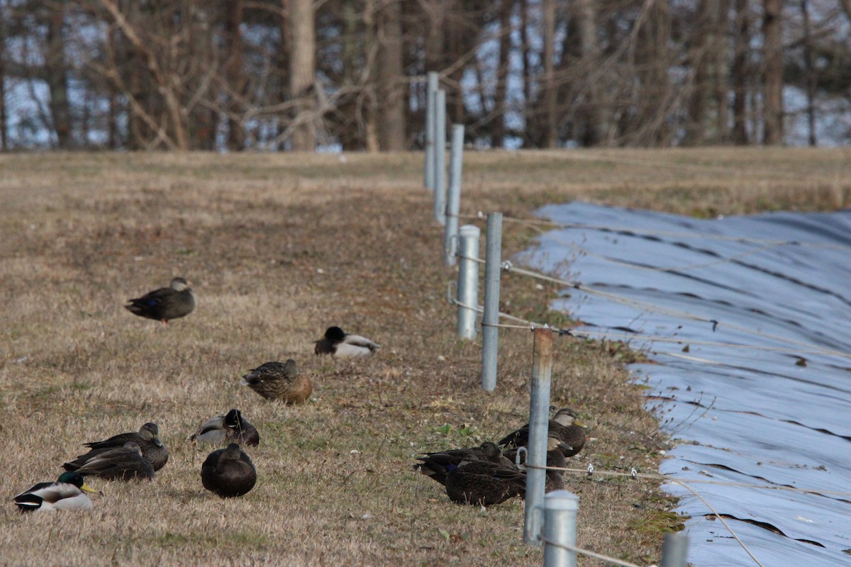 Mallard - ML646871284