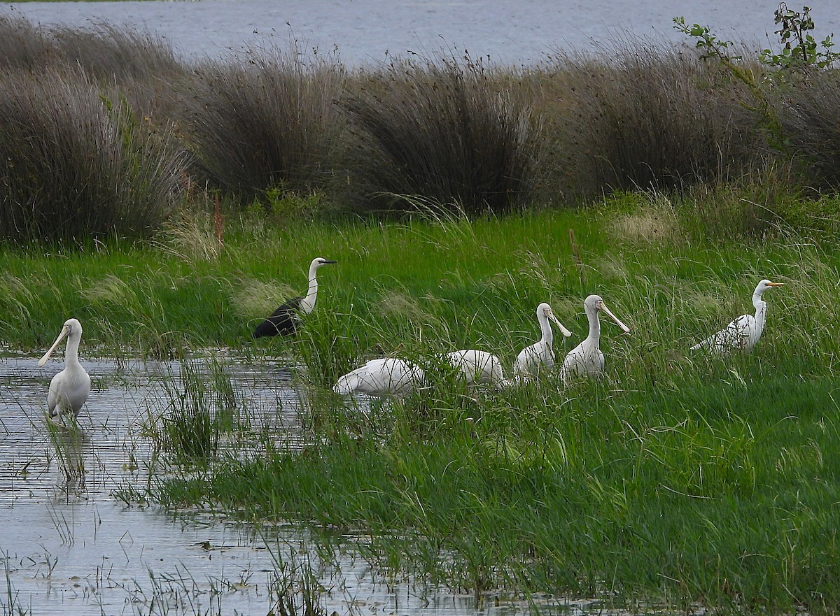 Белошейная цапля - ML646871287