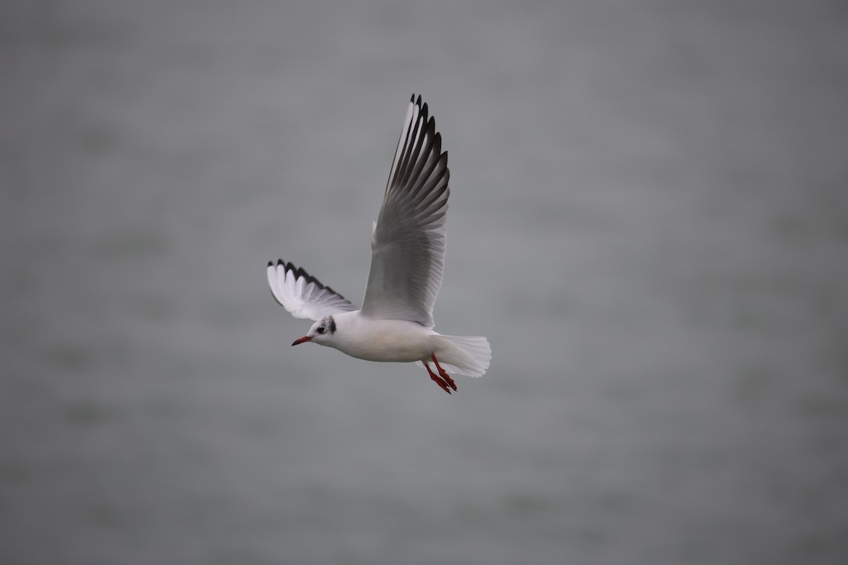 Black-headed Gull - ML646871290