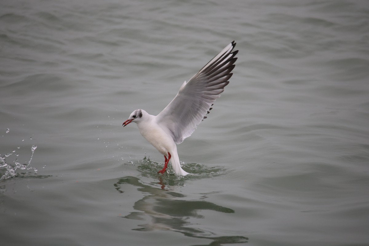 Black-headed Gull - ML646871291