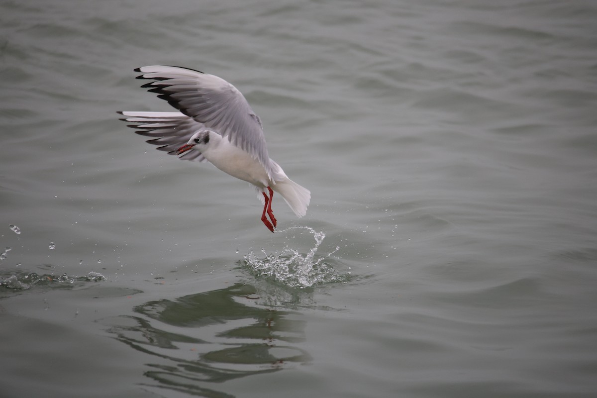 Black-headed Gull - ML646871292