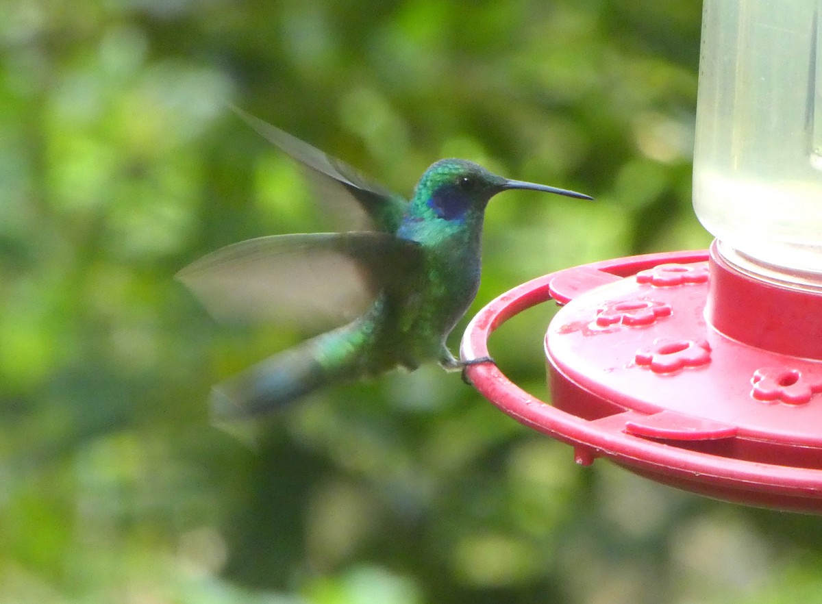 fiolørekolibri - ML646871298