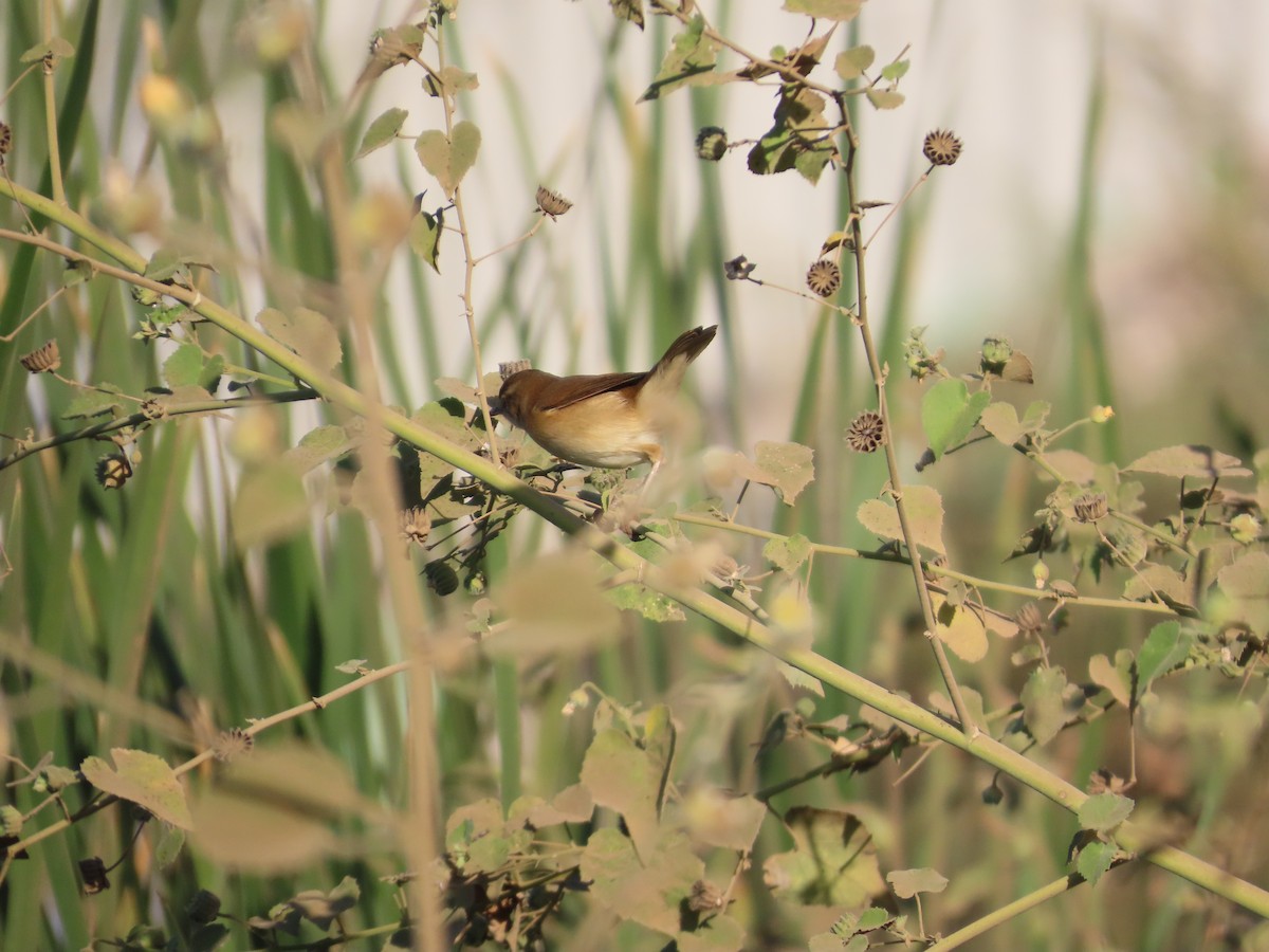 チュウヨシキリ - ML646871300