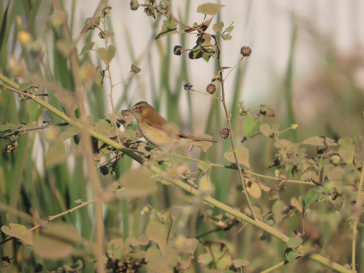 チュウヨシキリ - ML646871301