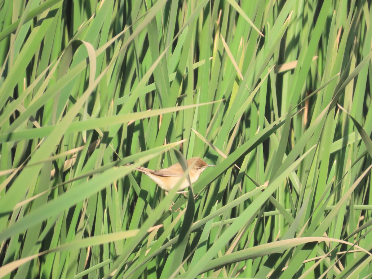 チュウヨシキリ - ML646871302