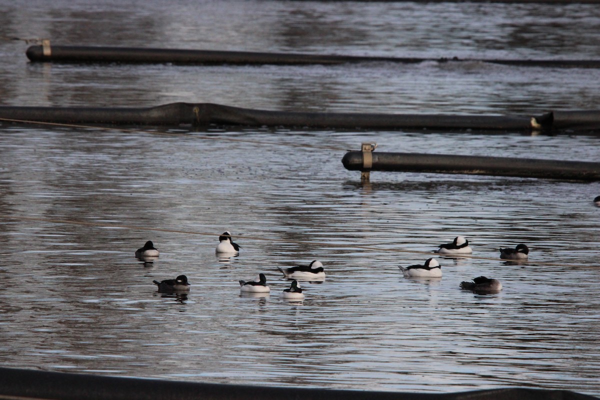 Bufflehead - ML646871306