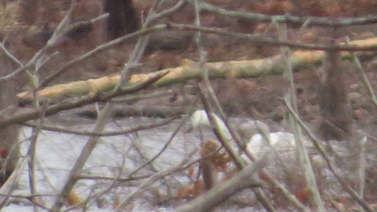 Cisne Chico - ML646871307