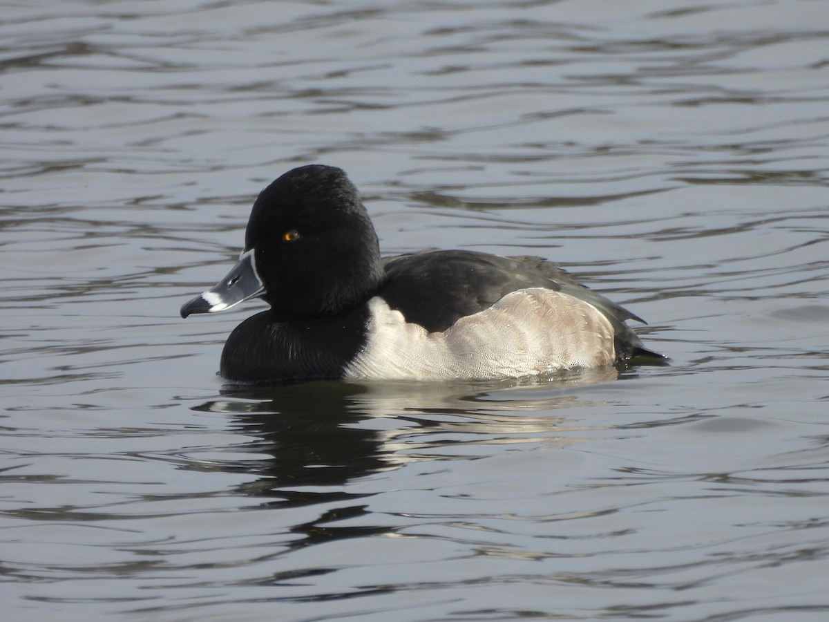Ring-necked Duck - ML646871313