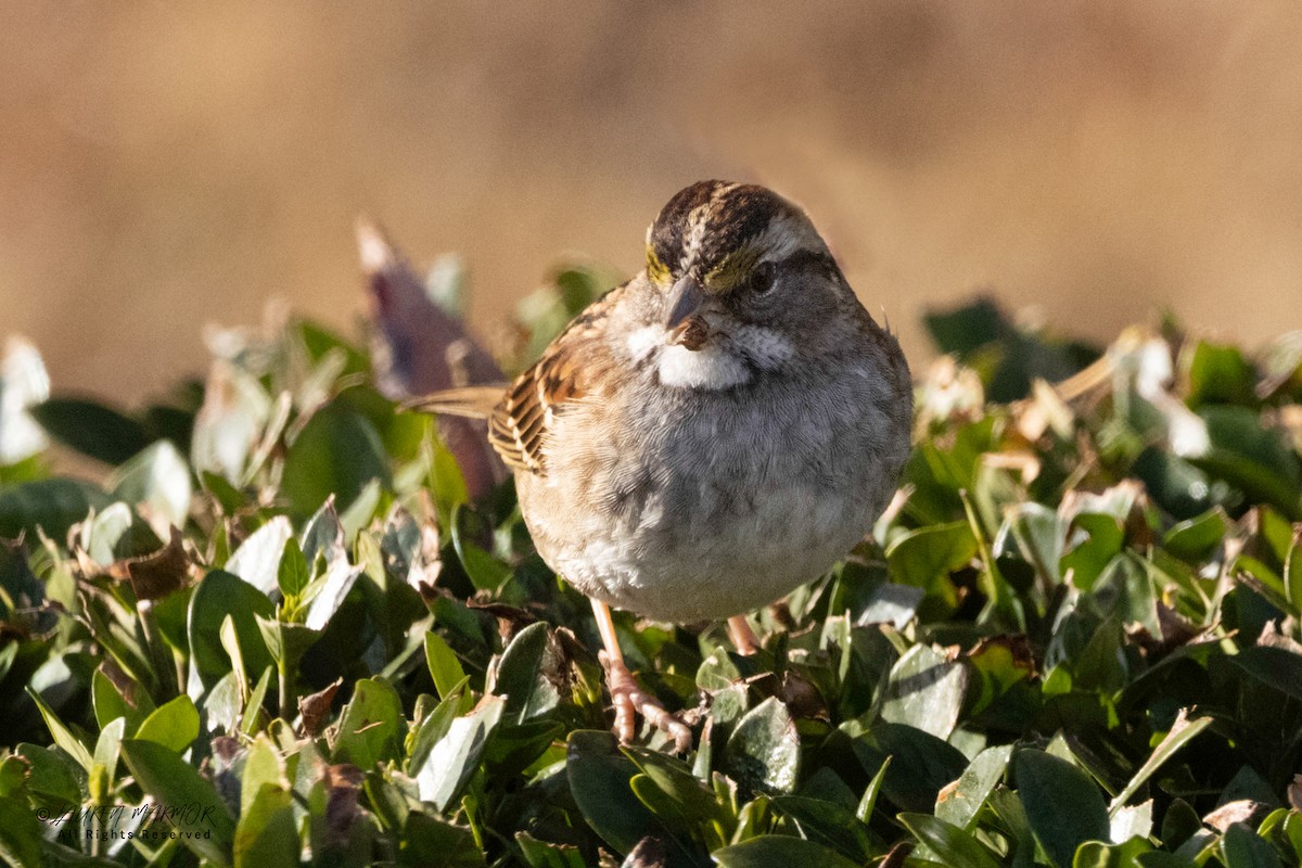 White-throated Sparrow - ML646871314