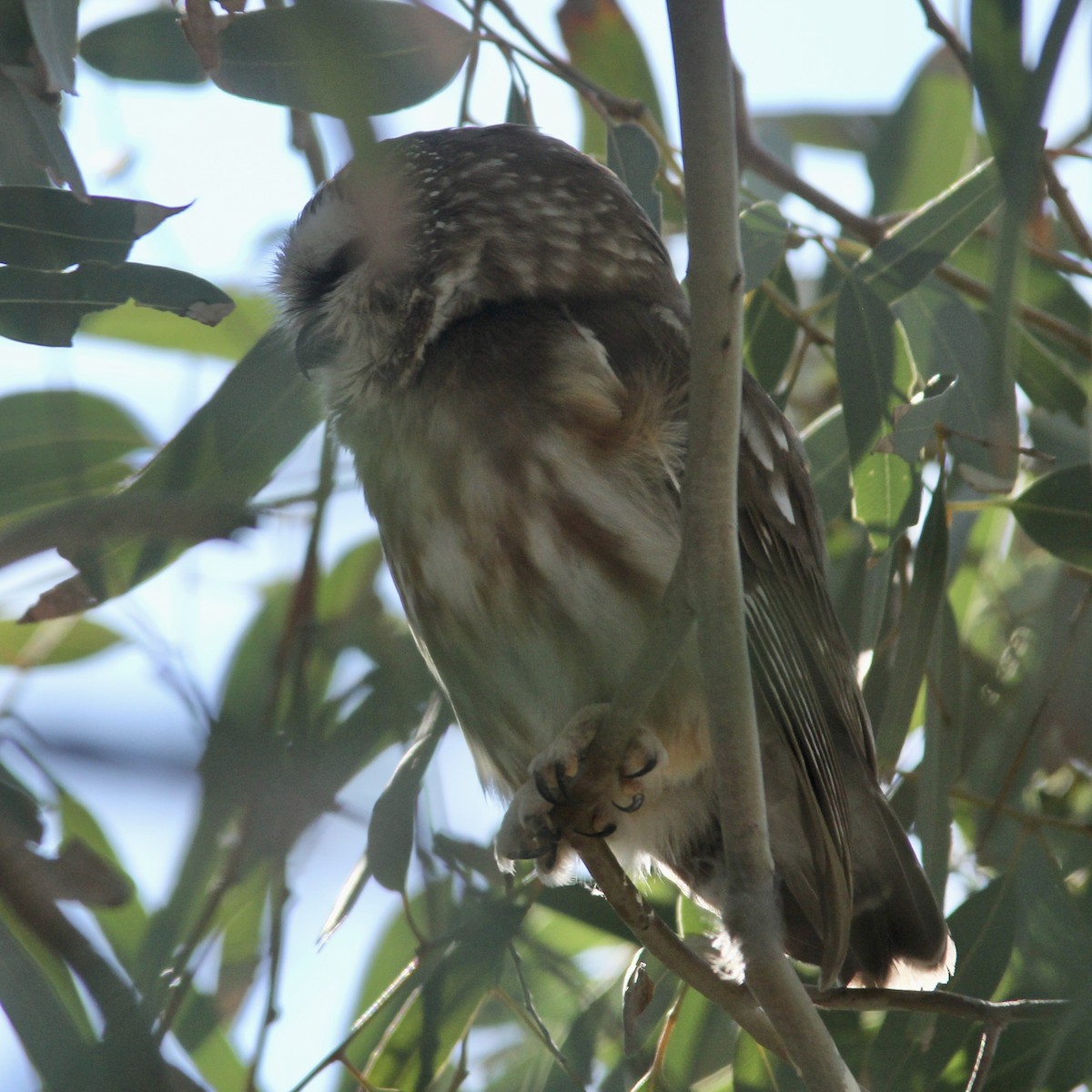 Northern Saw-whet Owl - ML646871317