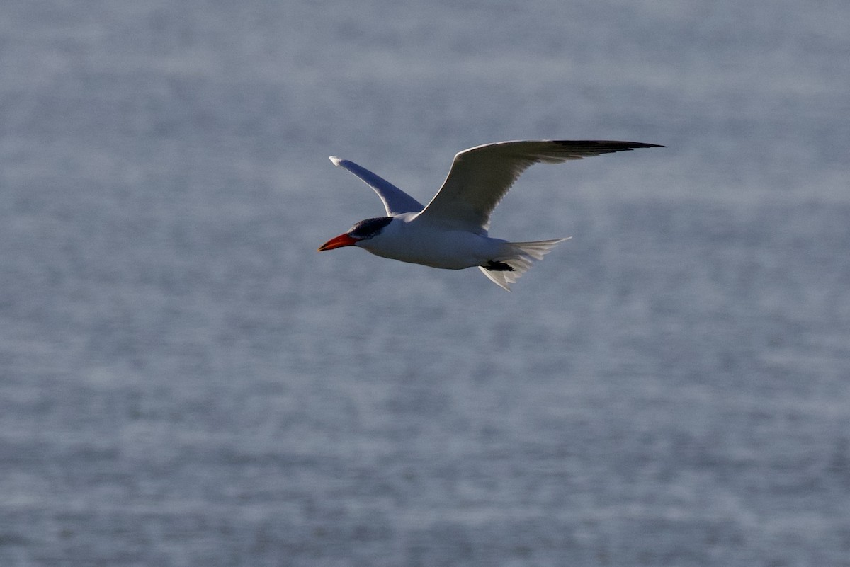 Caspian Tern - ML646871318