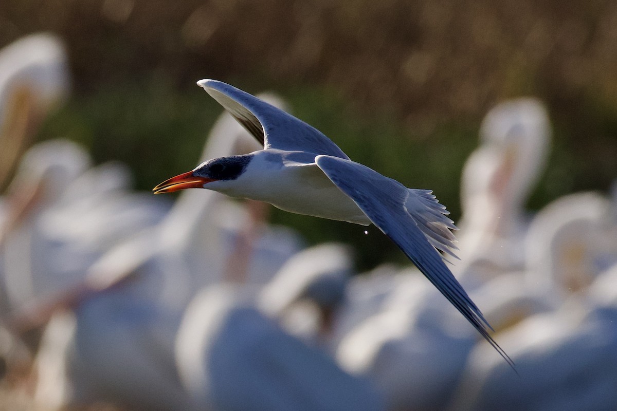 Caspian Tern - ML646871319