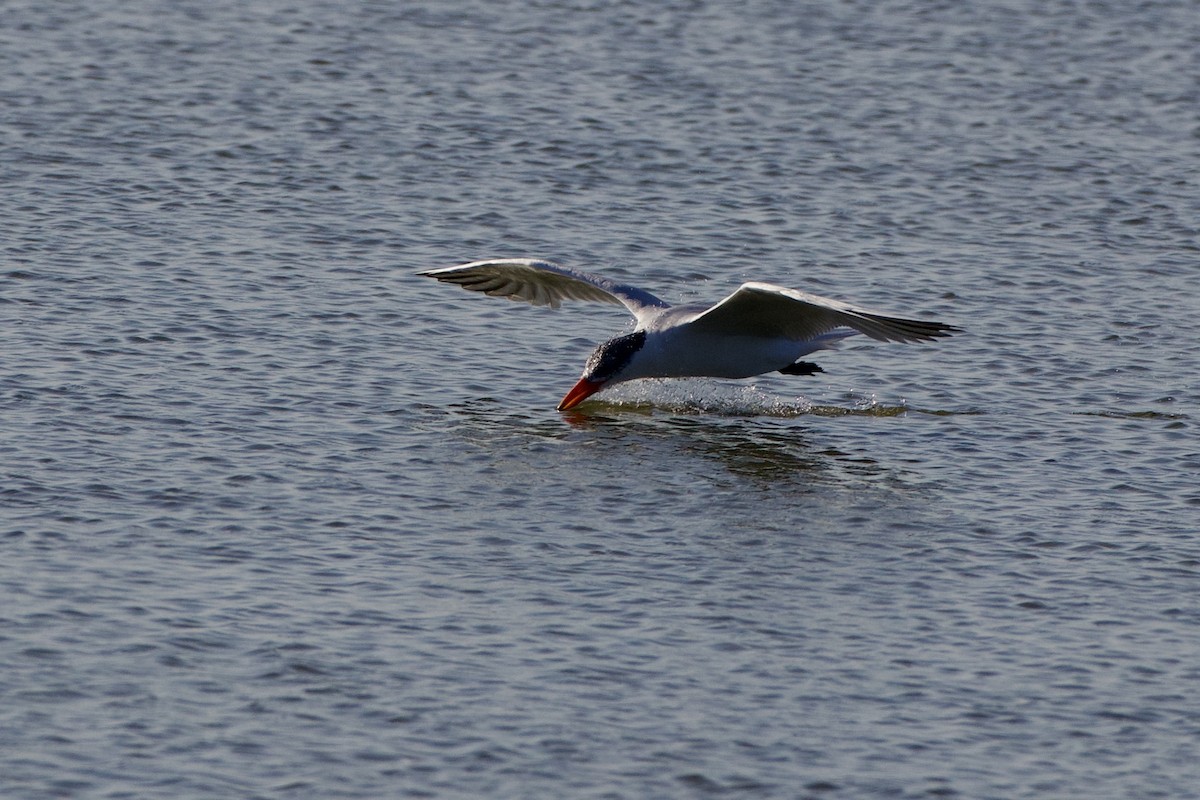 Caspian Tern - ML646871320